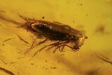 Fossil Beetle, Flies, Leaf & Wasp In Baltic Amber #120655-5